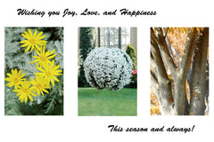 "Joy" Photographic Greeting Card (Box of 6 cards)