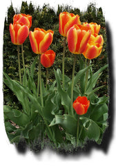 Spring Collection - Variety Pack